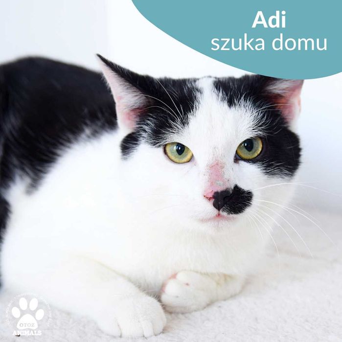 Młodziutki kocurek do adopcji! Poznajcie Adiego!