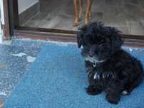 Maltipoo - Ostatni Piesek