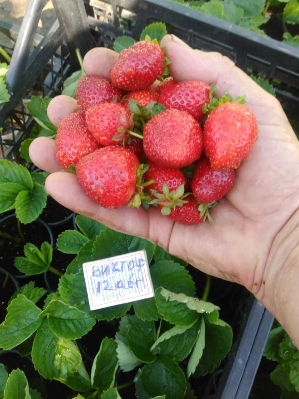 Вишня.черешня.шелковица.ежевика продам