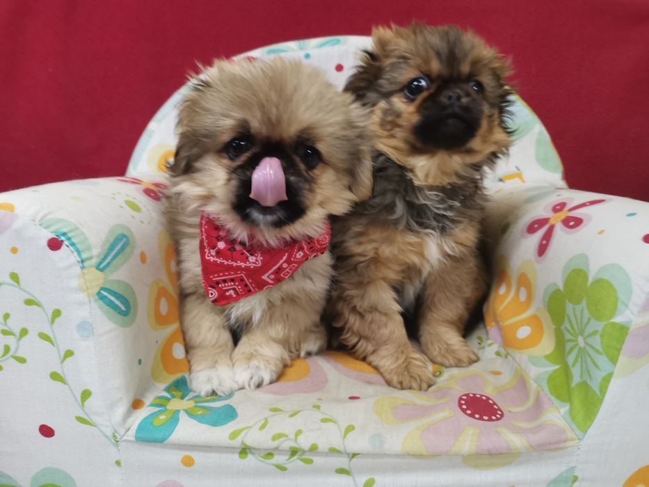 Pekińczyk Szczeniak Nie Shih Tzu