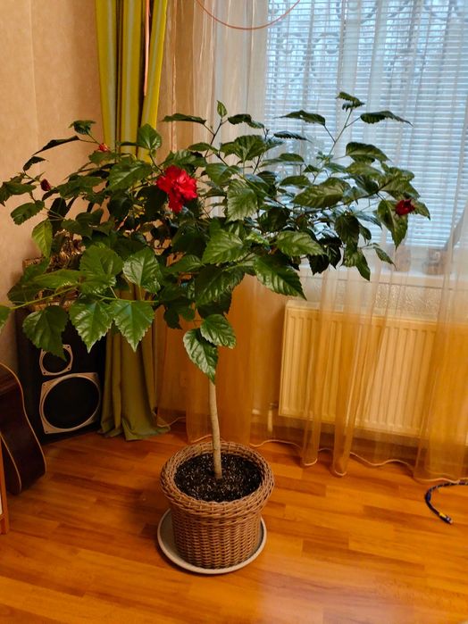 Гібіскус кімнатний/Гибискус комнатный в горшке из ротанга