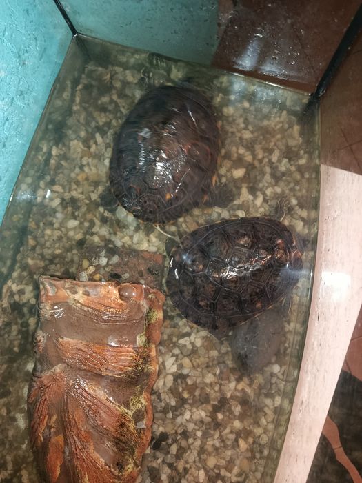 Żółw wodno- lądowy czerwonolicy