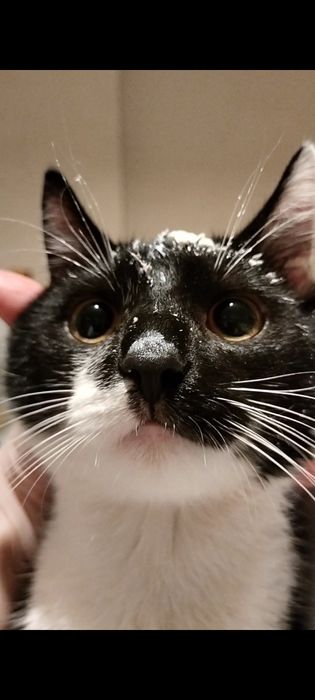 Cudowny kocórek Vakie (Fałki )