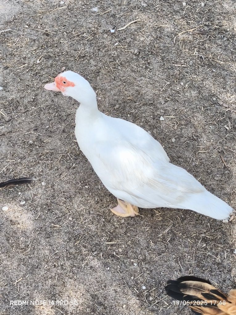 Patos adultos caseiros