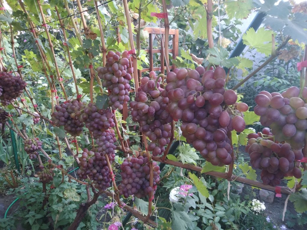 Черенки винограда 10 + 1