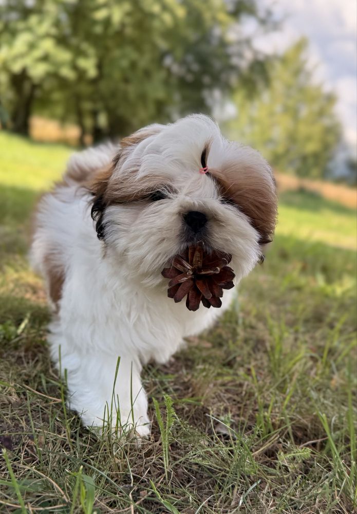Shih tzu śliczny  chłopiec już do odbioru