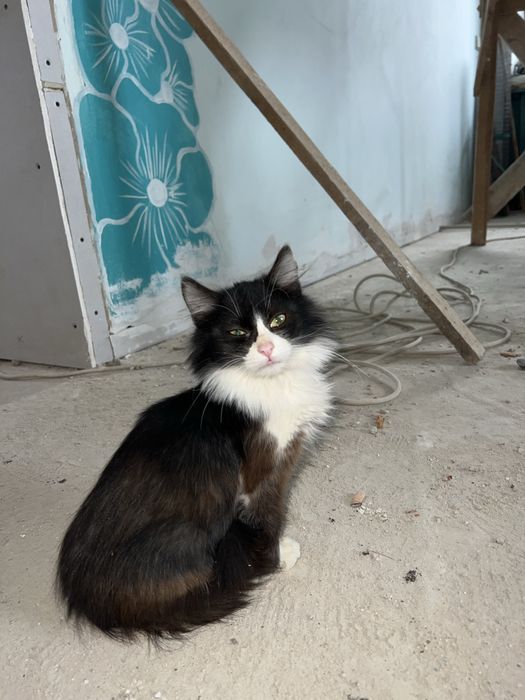 В добрі руки гарний котик