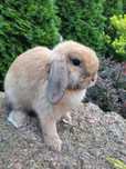Samiczka mini lop 100 % rasowe króliczki