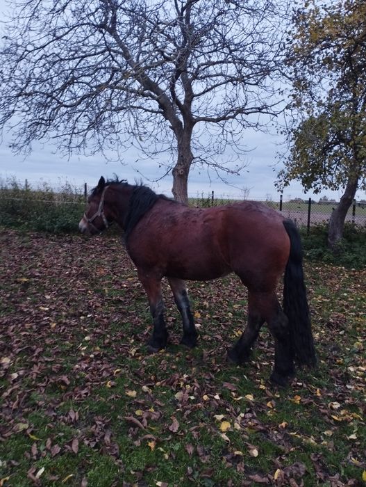 Klacz Polski Koń Zimnokrwisty
