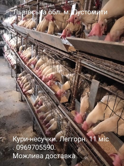 Кури. Можлива доставка.