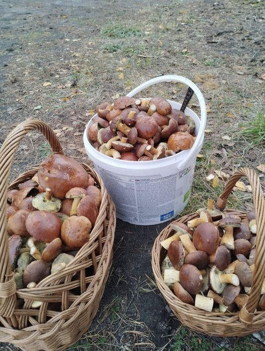 Podgrzybki grzyby dzisiaj zbierane