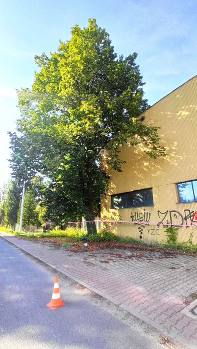 Wycinka i pielęgnacja drzew, inwentaryzacja przyrodnicza