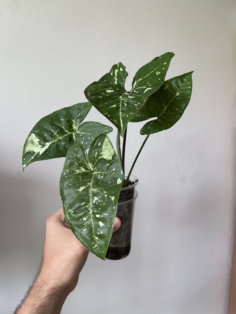 Syngonium Panda