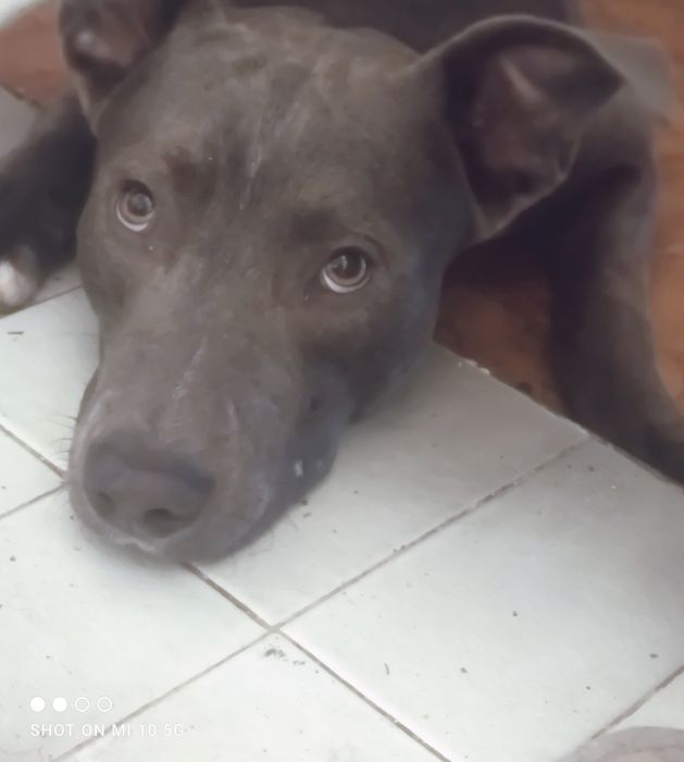 Amstaff urodzony 24.12.2024