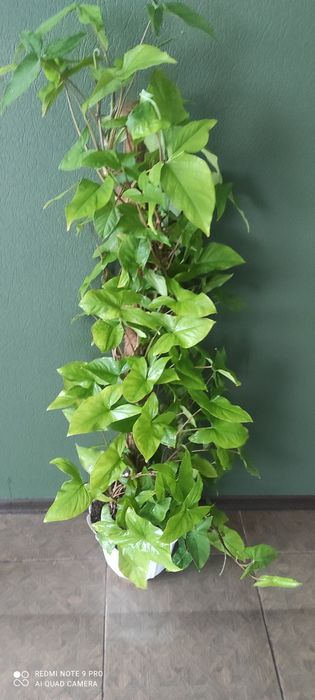 Красивый сингониум на кокосовой палке