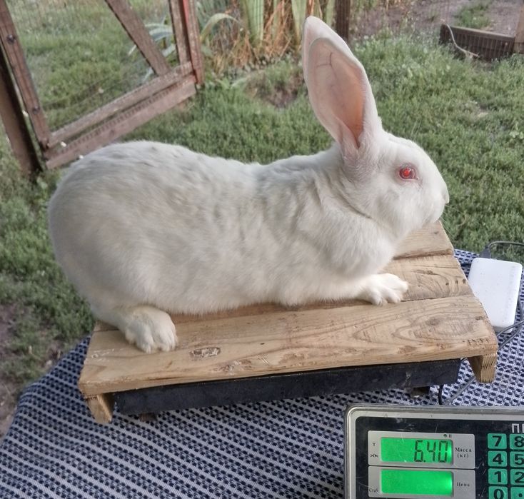 Кролики термон каліф бургундія