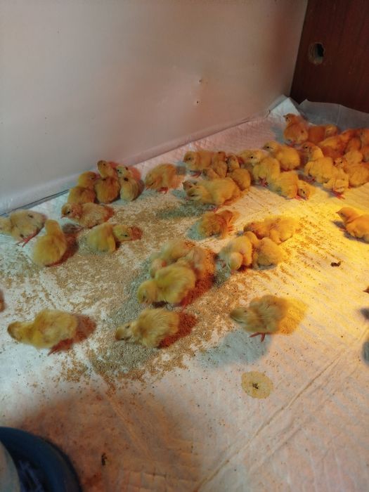 Суточна перепілка