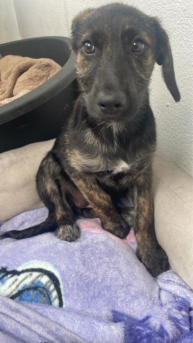 Cadelinha com 3,5 meses para adoção muito responsável