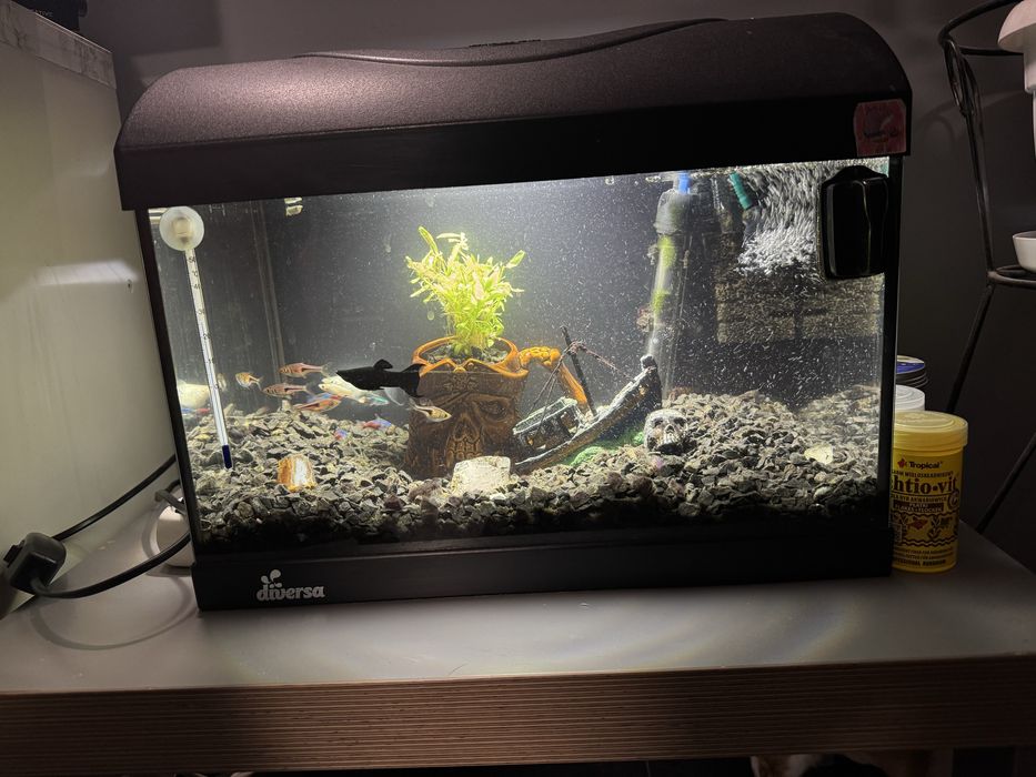 akwarium Diversa 36L z rybkami