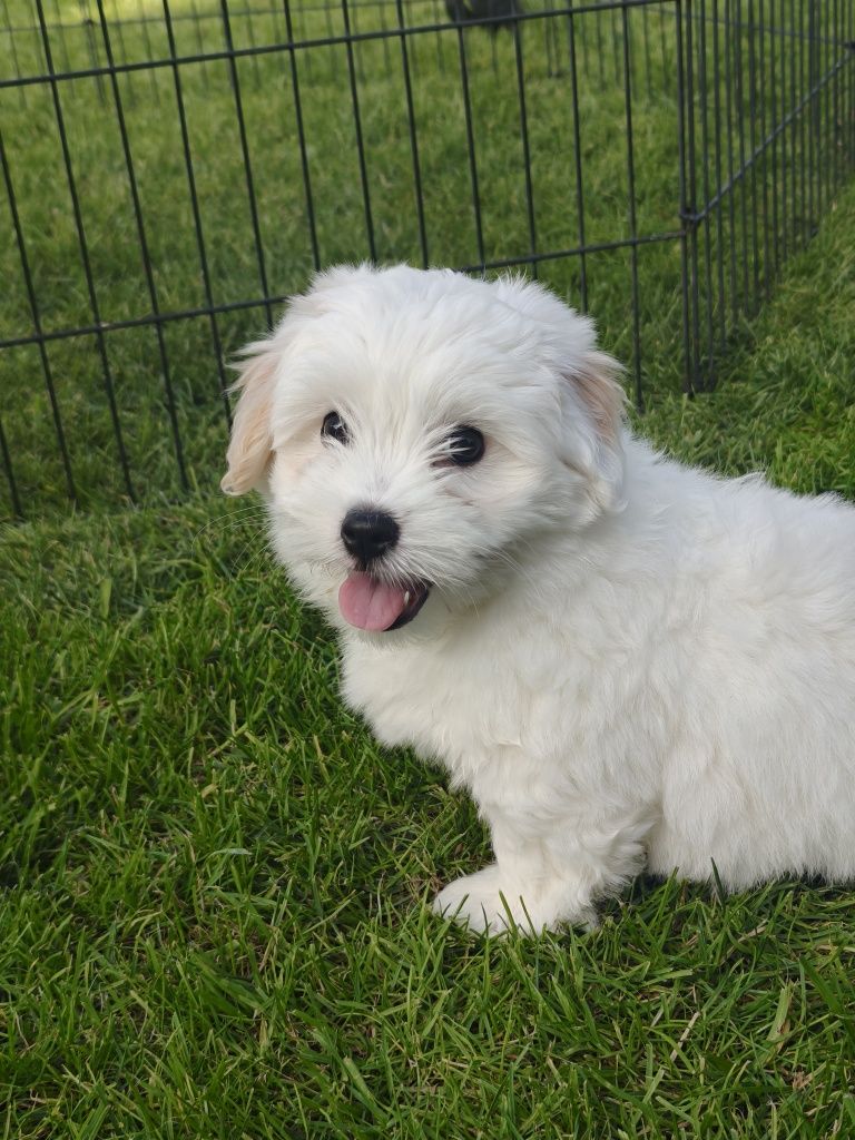 Szczeniak (FCI) Coton de Tulear - chłopiec, włos