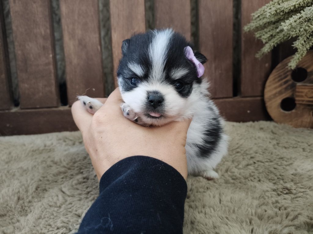 Spitz alemão menina