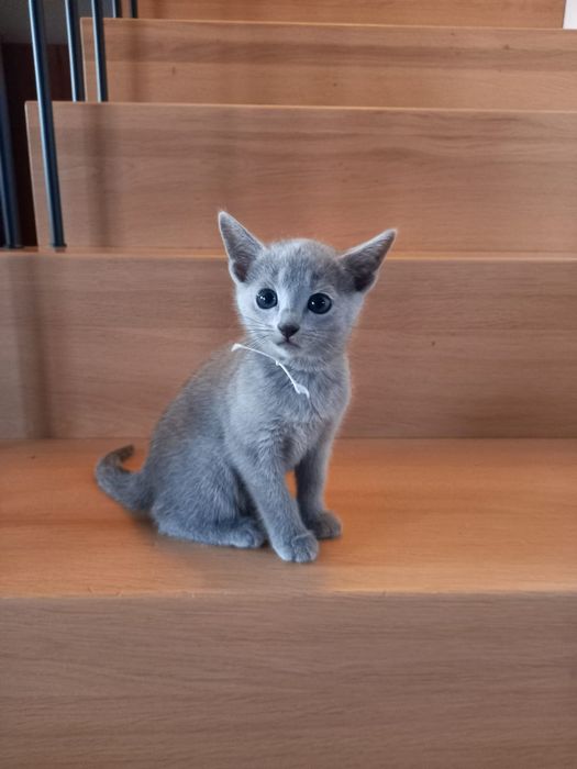 Kot Rosyjski niebieski