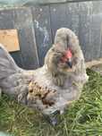 Koguty araucana brytyjska