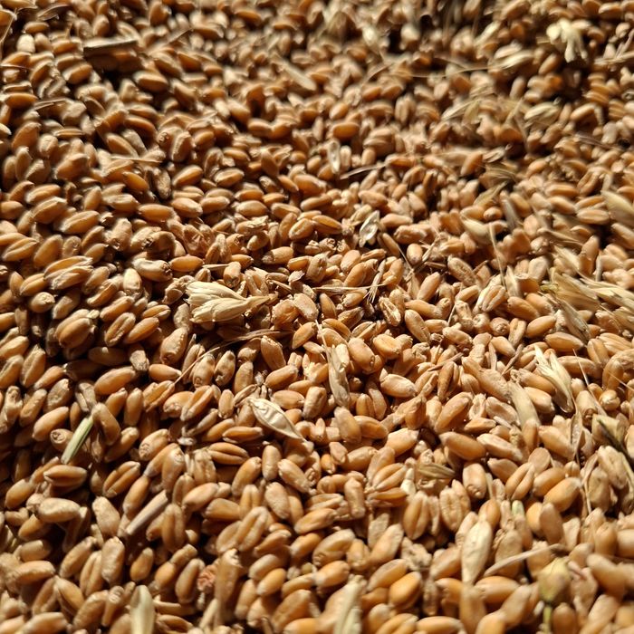 Продам  пшеницу 6 тонн.