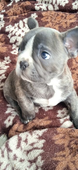 Продам французький бульдогів, хлопчик і дівчинка