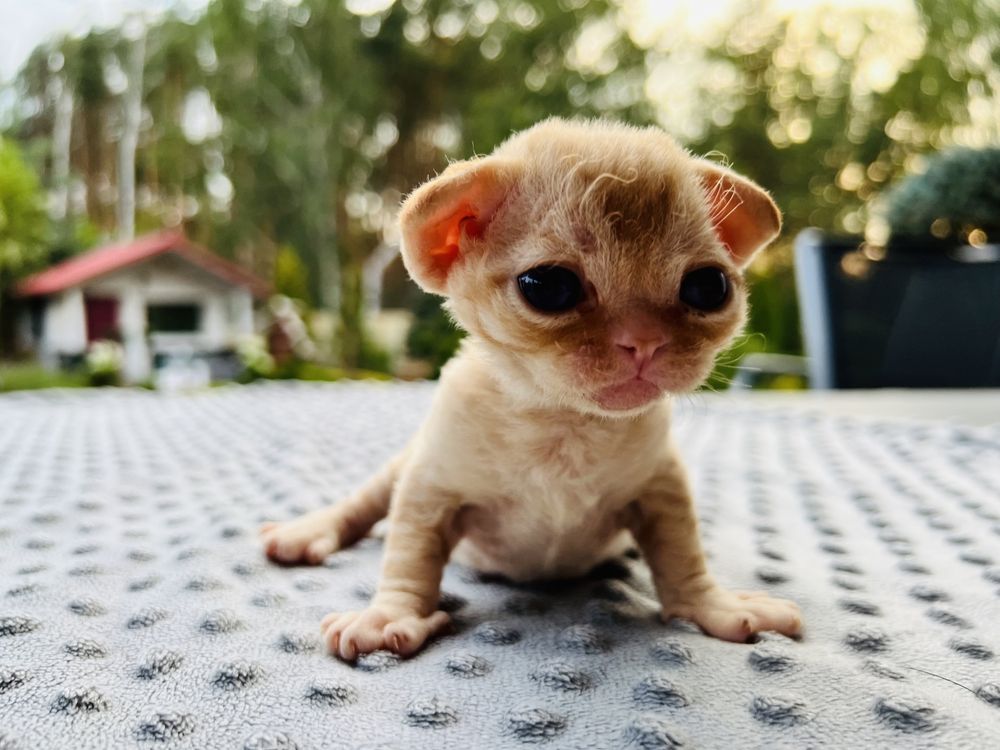 Ideakny hodowlany chlopiec devon rex