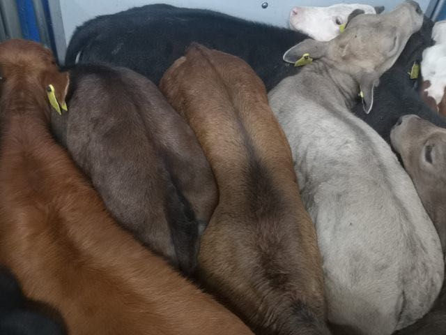 Cielaki mięsne byczki jałóweczki