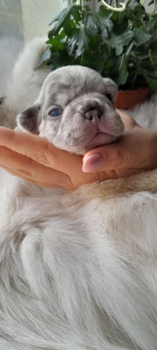 Міні-дівчинка французького бульдога