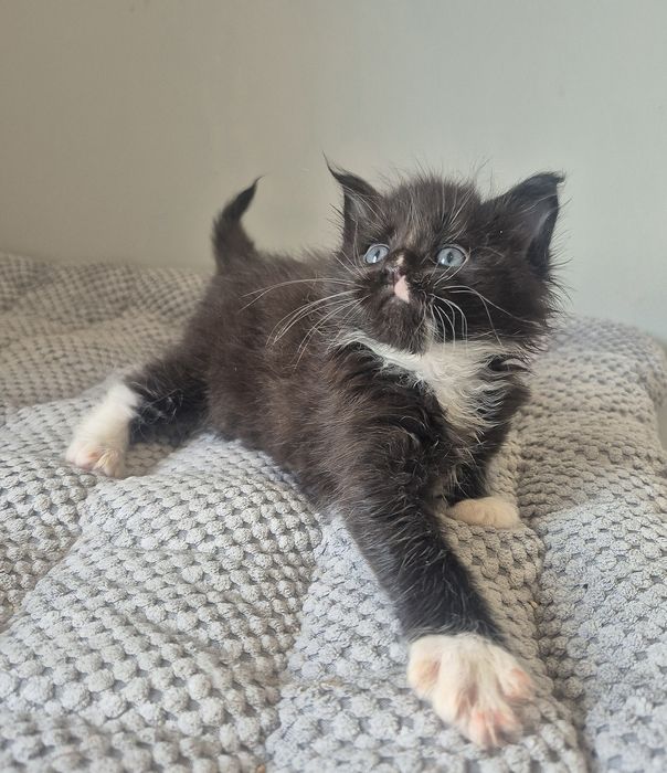 Czarny z białym kocurek Maine coon!!!