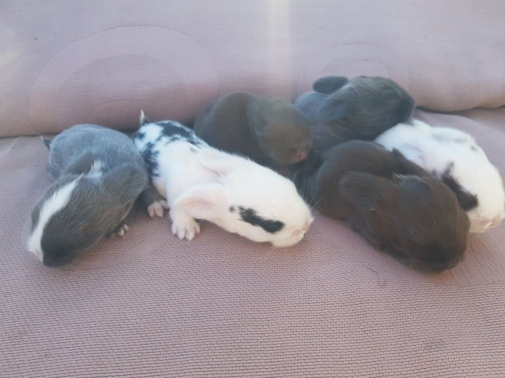 Królik mini lop (baranek) miniaturka pozostały 2 szt