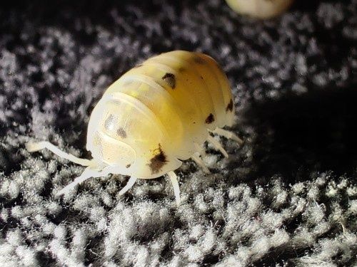 Armadillidium vulgare magic potion Isopody/kulanki/ekipa sprzątająca