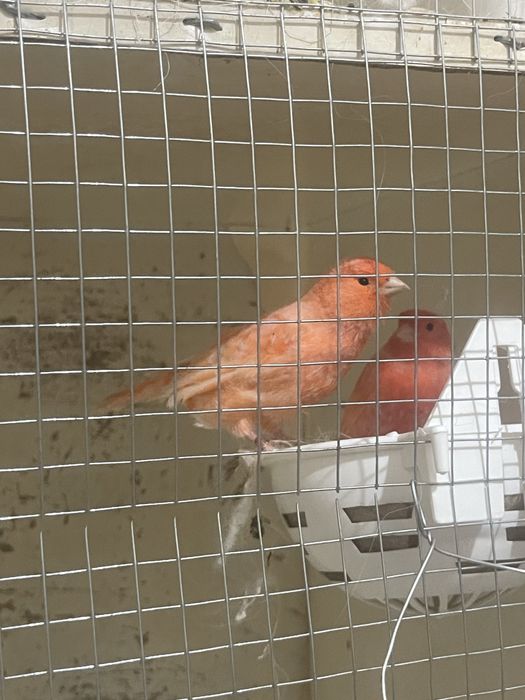 Canarios machos e femeas