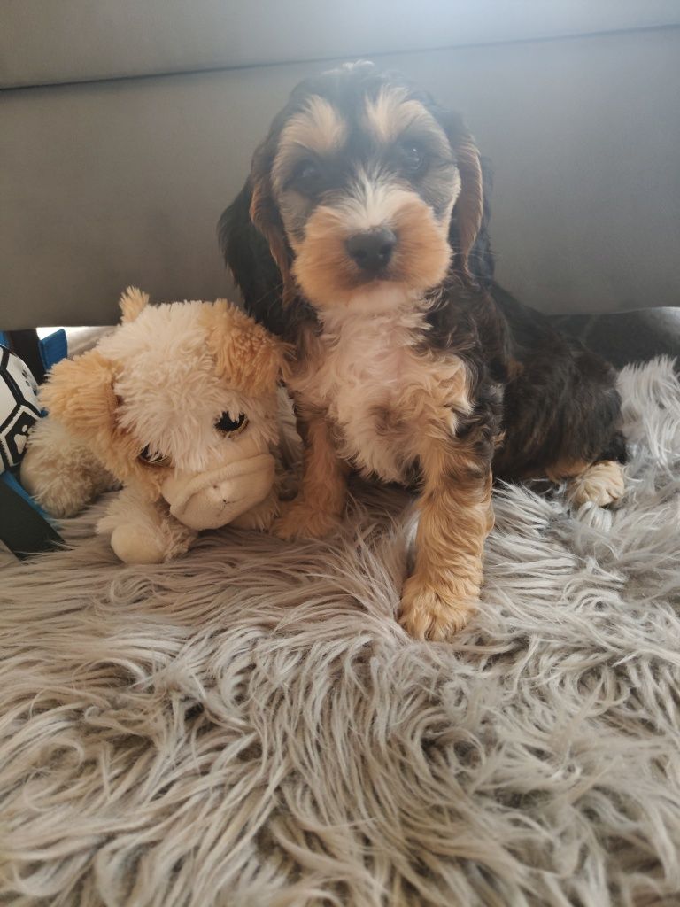 Cockapoo F1  pudel miniaturowy plus Cocker spaniel angielski