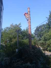 cięcie przycinanie wycinka drzew Rzgów Pabianice Łódź Aleksandrów