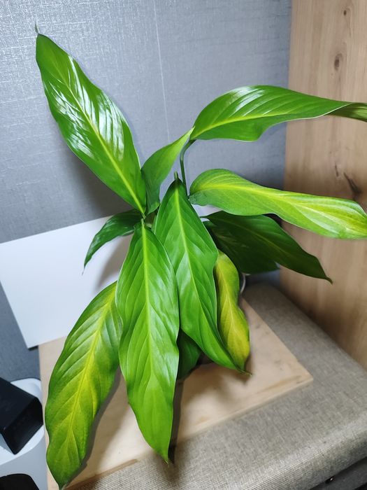 Спатифілум/жіноче щастя/кімнатні рослини