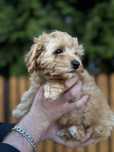 Szczeniak suczka maltipoo, tata z rodowodem FCI!