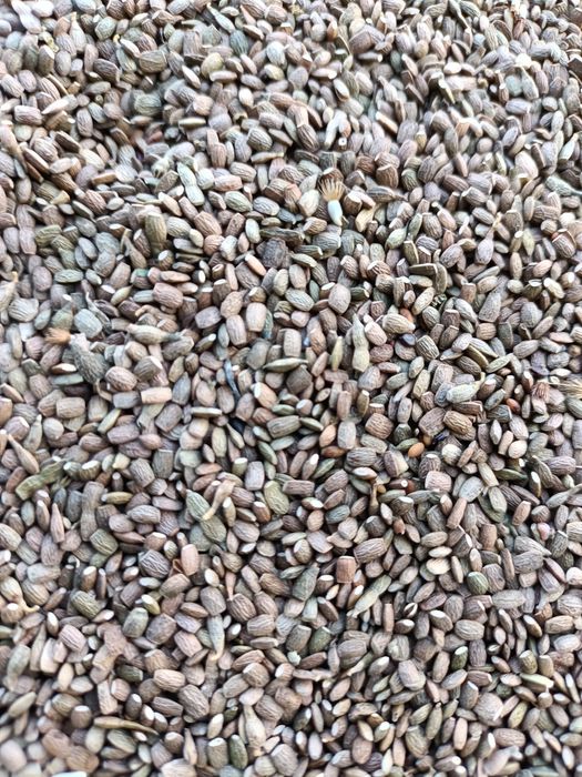 Seradela z certyfikatem EKO