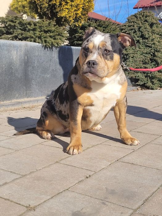 American bully suczka merle 15 miesiecy