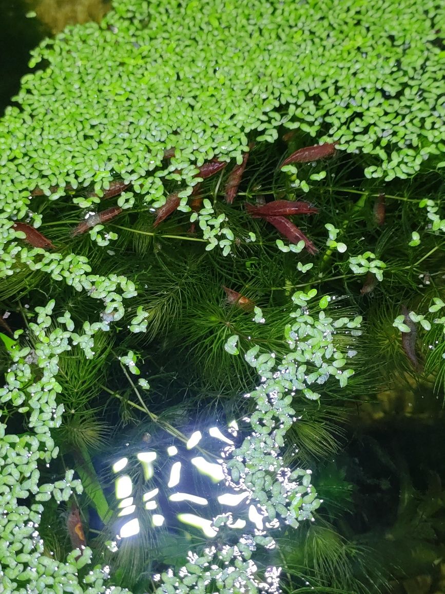 Krewetki Red Cherry 4zl