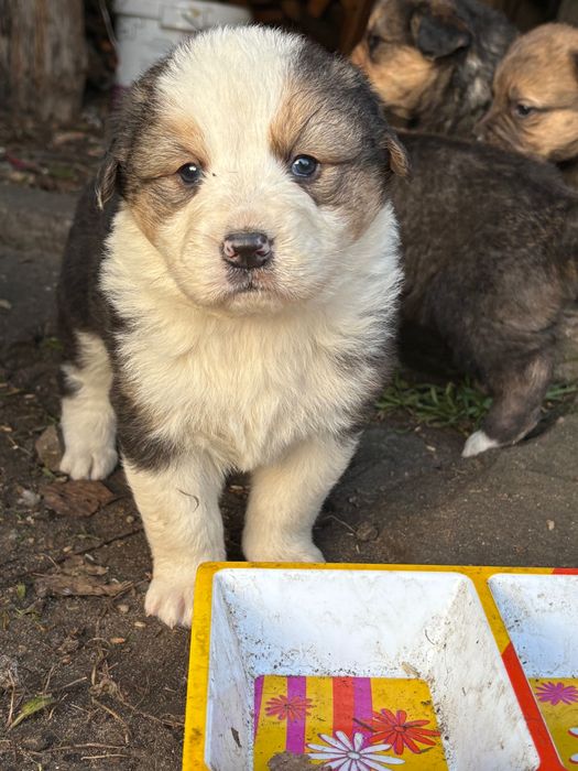 Szczeniaki Berneński pies pasterski