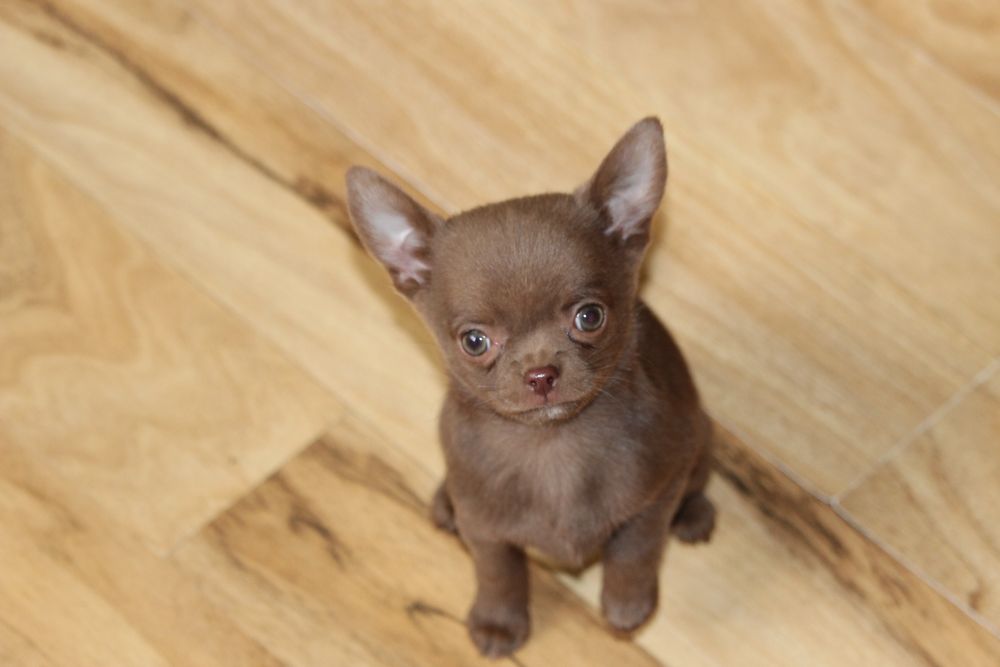 Chihuahua piesek