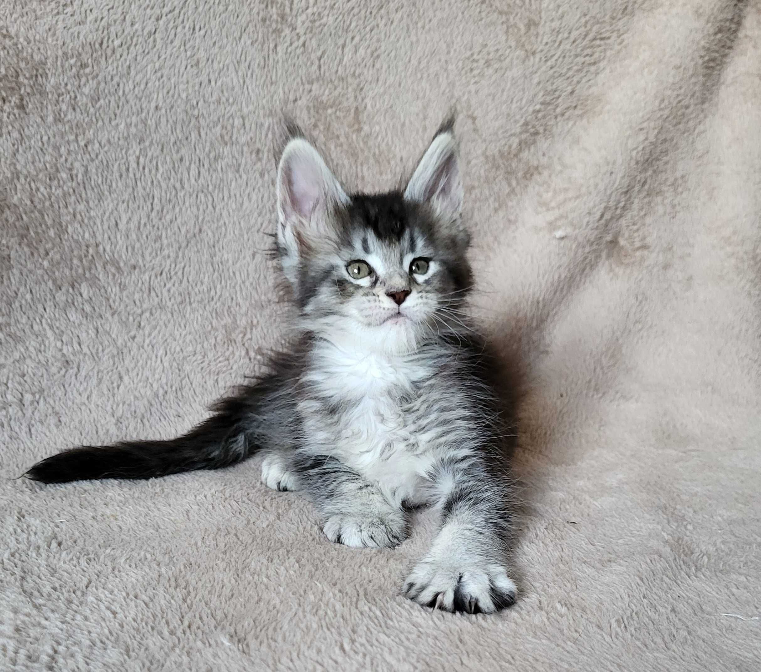 Dziewczynka maine coon z rodowodem FPL