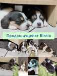 Бігль. Цуценята Біглі