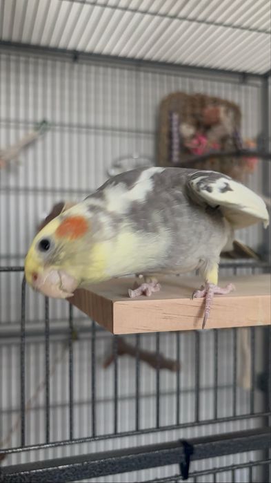 oddam nimfe oswojona