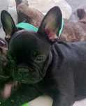 Oddam w dobre rece  buldogi francoskie