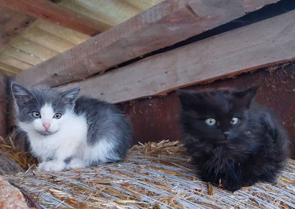 Котенята з мамою шукають домівки